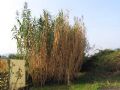 Arundo donax